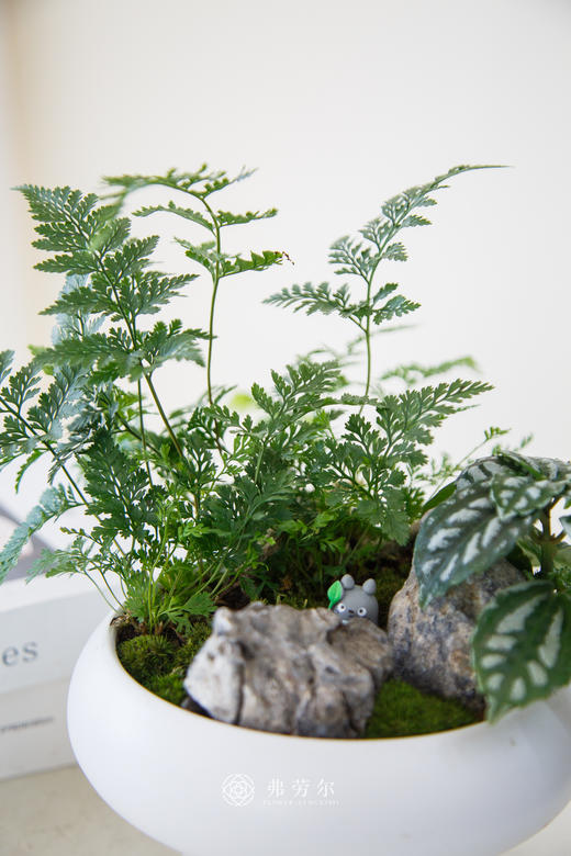 组合盆栽 商品图1