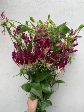 日本进口花材紫红色嘉兰5支