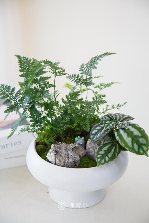 组合盆栽 商品图0