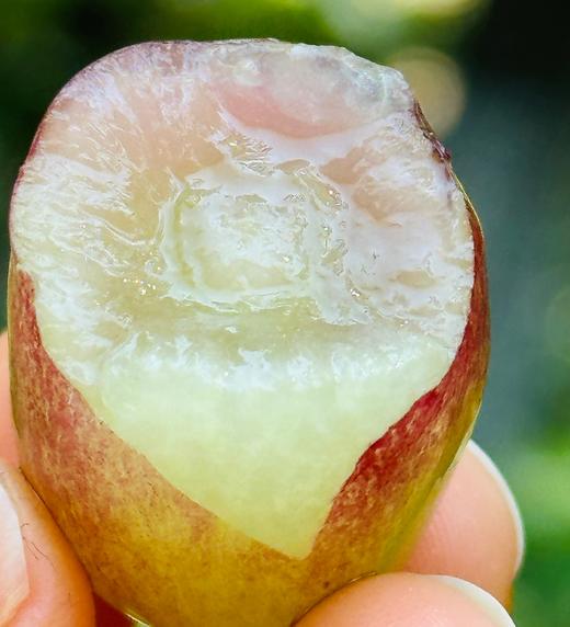 尤美宝石红葡萄|是一个集早熟、高糖、脆爽、香味于一身的红色葡萄新品种 有玫瑰香又有荔枝香气，脆甜爽口~ 商品图2