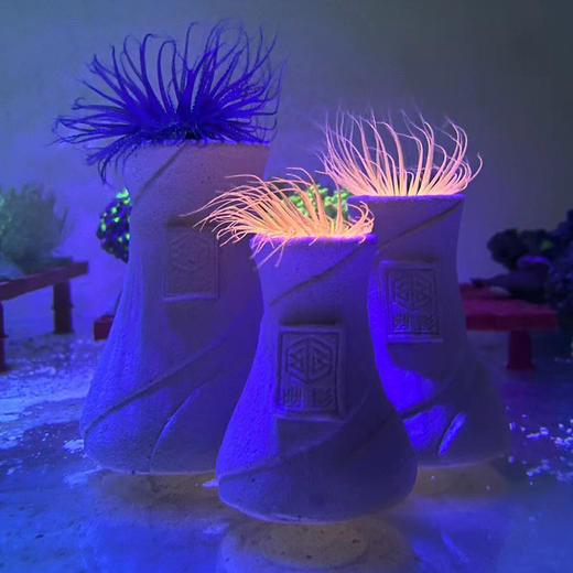 幽影千手佛海葵窝造景摆件鱼缸造景海缸造景 商品图6