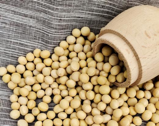 【通过欧盟、美国有机认证的黄豆】 为豆浆而生    宜发豆芽 商品图0