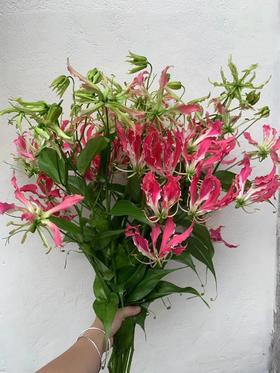 日本进口花材honoka本野卡5支