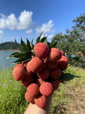 广东岭南桂味荔枝（五斤装）原产地直发，清甜带桂花香：甜度极高，质地紧实、爽脆，咀嚼时咯吱作响