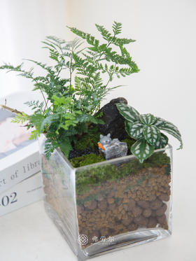 方缸盆景