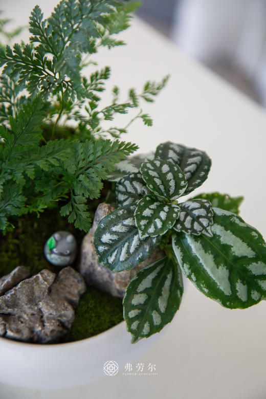 组合盆栽 商品图2