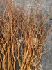 精品造型花材金龙柳5支特惠 商品缩略图7