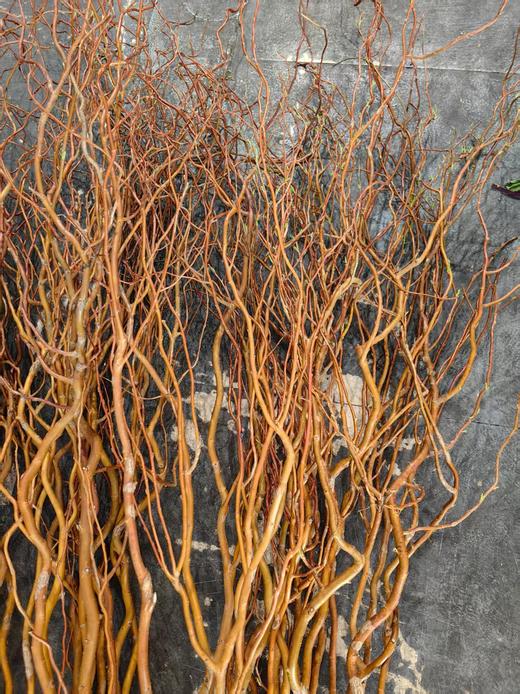 精品造型花材金龙柳5支特惠 商品图7