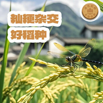 甬优【宁波产地】河香鲜米粳籼杂交 南方米长粒香米10斤源头直发包邮 /粮油调味 /米 /长粒香米 商品图5