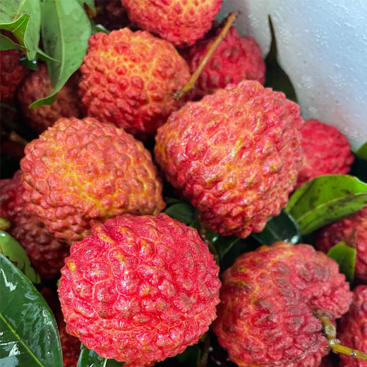 火山岩荔枝王 约500g/份（好吃不上火） 商品图0