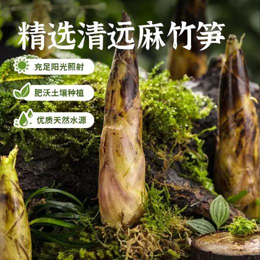 【菜菜专属】益生菌发酵酸笋250g/包 0亚硝酸盐 酸鲜自然 口感脆嫩爽口 商品图3