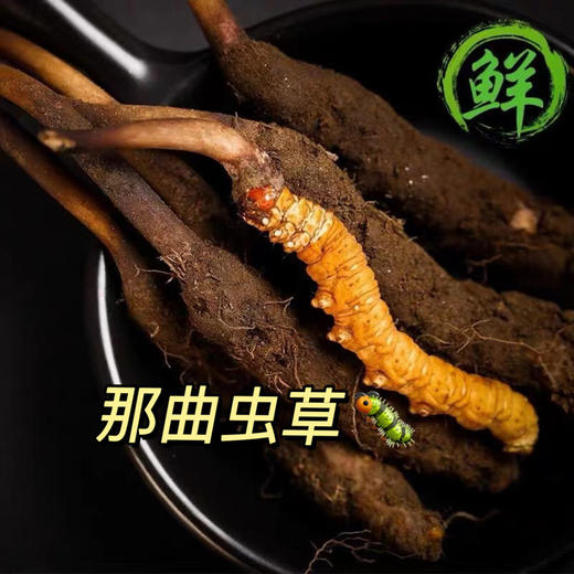 【西藏新鲜冬虫夏草】来自雪域高原的大自然恩赐 商品图0
