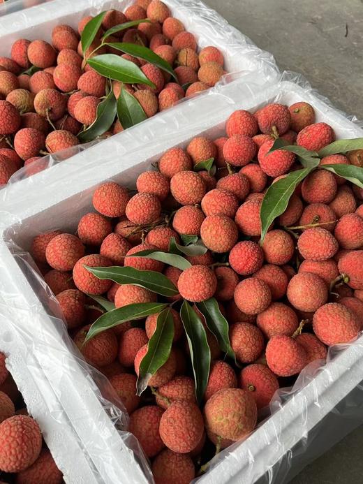 广东岭南桂味荔枝（五斤装）原产地直发，清甜带桂花香：甜度极高，质地紧实、爽脆，咀嚼时咯吱作响 商品图2