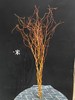 精品造型花材金龙柳5支特惠 商品缩略图9