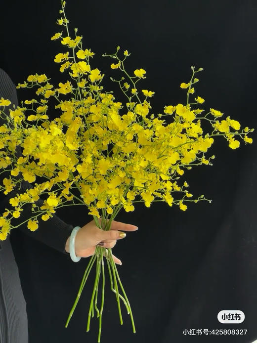 柠檬跳舞兰 商品图0