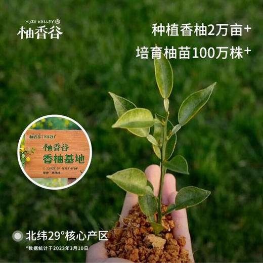 柚香谷宋柚汁1kg*6瓶装 商品图7