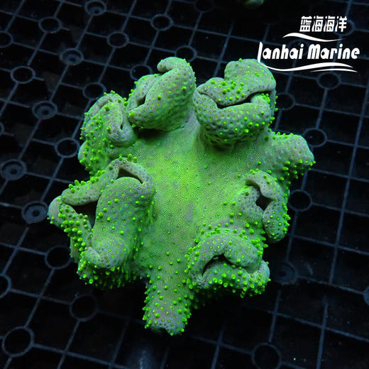 人工印尼绿花环皮革 商品图1