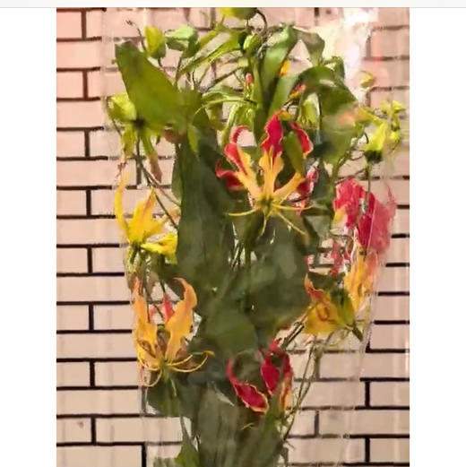 嘉兰·红黄色 商品图0