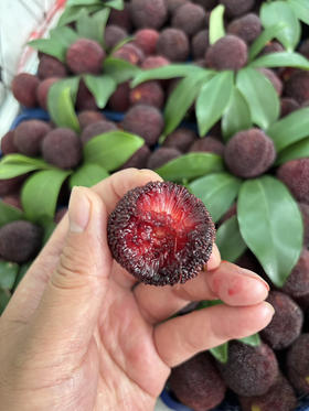 仙居杨梅杨梅特大果一盒约1斤装