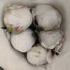 艾尔萨斯芍药5支 商品缩略图13