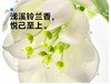 笑容加卓效美白牙膏（浅溪铃兰）80g【宝库优选】 商品缩略图6