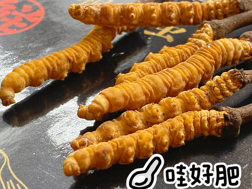 【西藏新鲜冬虫夏草】来自雪域高原的大自然恩赐 商品图2