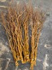 精品造型花材金龙柳5支特惠 商品缩略图3