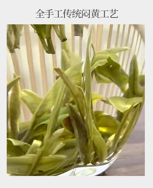 霍山黄芽 25克 大别山主峰白马尖上老树茶 商品图4
