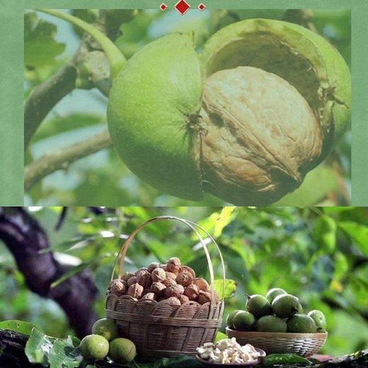 山诺手剥烤核桃【新品】250g×4袋 商品图2