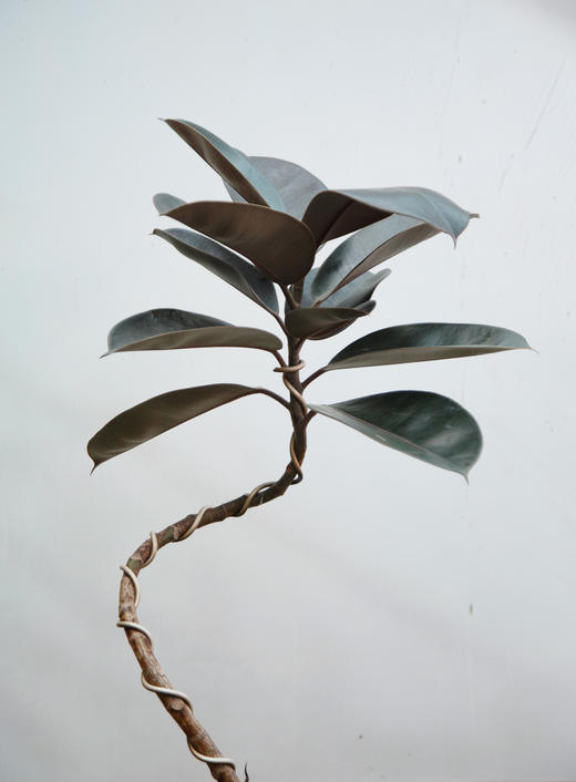 造型黑金刚 商品图1