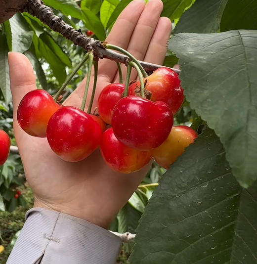 本地雷尼樱桃，皮薄，甜，大果，2斤/盒 商品图1