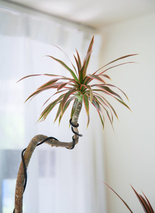 造型七彩铁 商品图3