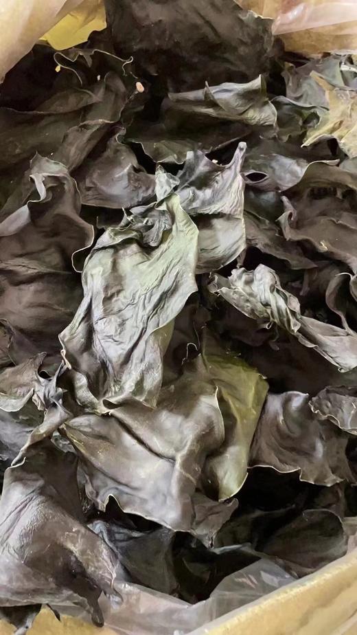 深海海带 商品图1