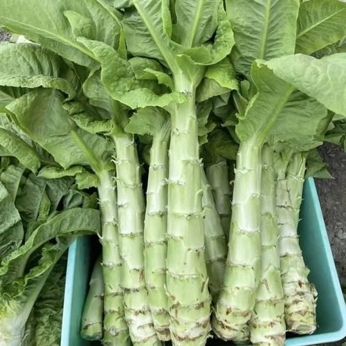 莴笋2.3元／斤 ，到店称，明天到 商品图1