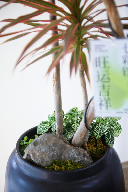 造型七彩铁 商品图1