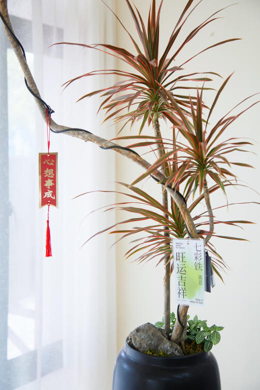 造型七彩铁 商品图2