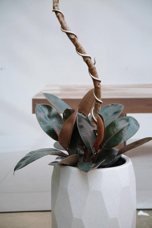 造型黑金刚 商品图2