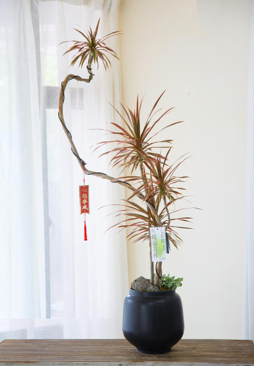 造型七彩铁 商品图0