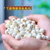洪湖【老莲子（磨皮莲子） 】坚持十成熟采摘，物理开壳去皮去芯，多次日晒而成，无熏硫不漂白，现磨现发，新鲜饱满，粉糯清香，不用泡直接煮，发头超大，自带莲香！ 商品缩略图2