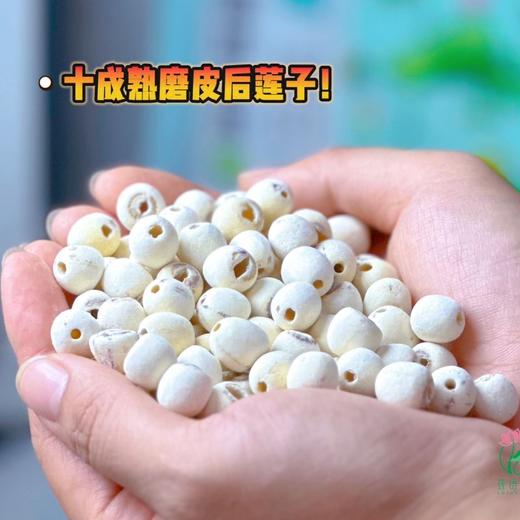 洪湖【老莲子（磨皮莲子） 】坚持十成熟采摘，物理开壳去皮去芯，多次日晒而成，无熏硫不漂白，现磨现发，新鲜饱满，粉糯清香，不用泡直接煮，发头超大，自带莲香！ 商品图2