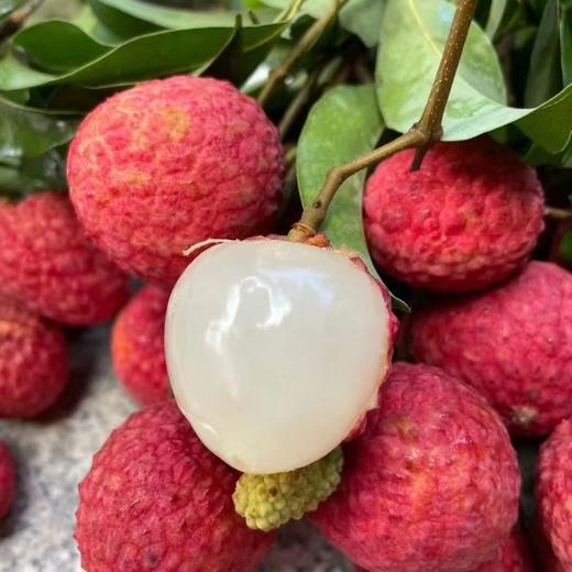 荔枝礼品卡【粤爱优选仙进奉】——贡品荔枝仙村核心产区产量有限爆甜多汁（6月25日起发货） 商品图4