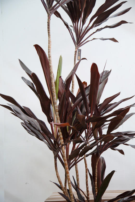 红朱蕉 商品图2