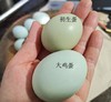 【30枚送10枚】五黑鸡鸡蛋  林间散养 ，2-3天才能下一颗蛋，营养好 商品缩略图6