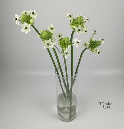 精选天鹅绒伯利恒之星5支 商品图8