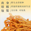 山海堂蛹虫草花随心装｜1小包≈7.5杯牛奶的蛋白力！尝鲜装开抢【4.4-4.6不发货，7号正常发货】 商品缩略图2