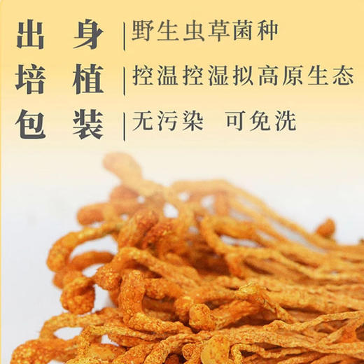 山海堂蛹虫草花随心装｜1小包≈7.5杯牛奶的蛋白力！尝鲜装开抢【4.4-4.6不发货，7号正常发货】 商品图2