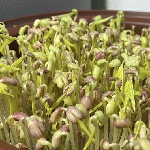 章丘【粉沙绿豆（老品种）】色泽翠绿，自然温润，颗粒饱满，粒大皮薄，豆香浓郁，沙糯可口，绝对的老品种绿豆，非转基因，原生态种植！ 商品图6