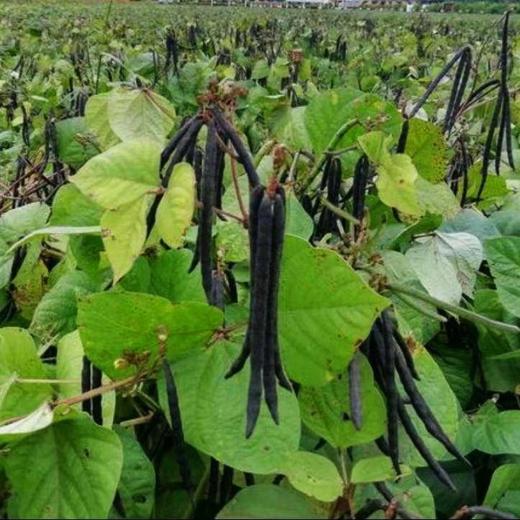 章丘【粉沙绿豆（老品种）】色泽翠绿，自然温润，颗粒饱满，粒大皮薄，豆香浓郁，沙糯可口，绝对的老品种绿豆，非转基因，原生态种植！ 商品图8