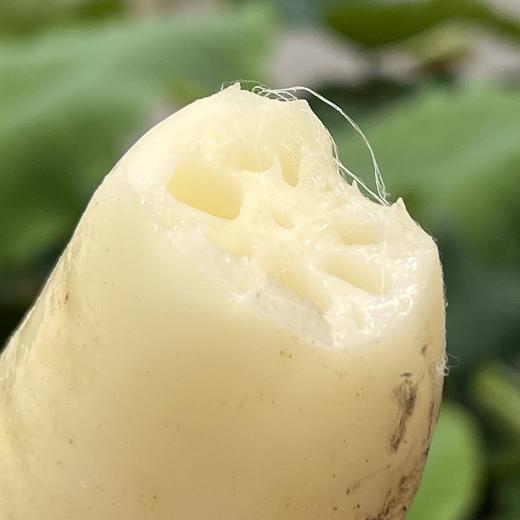 洪湖【纯藕粉】十二斤鲜藕浓缩一斤，0糖，0色素，0增稠剂，0防腐剂，绝不勾兑，清香天然，让你开心吃轻松美！ 商品图3