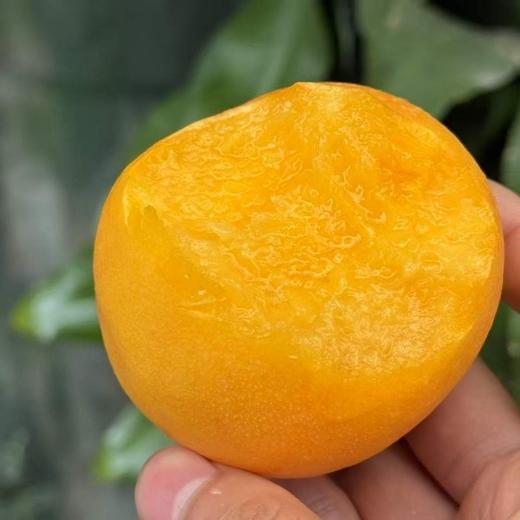 山东  黄金油桃 商品图2